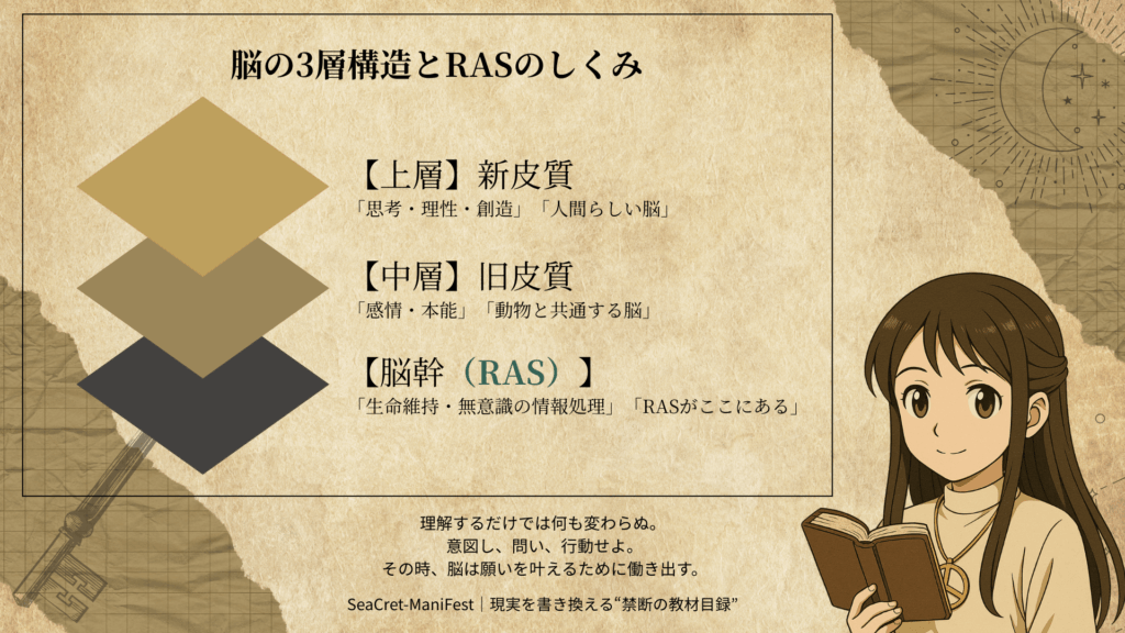 脳の3層構造とRASの役割を示した図解。新皮質、旧皮質、脳幹とRASの関係を解説。